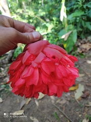 Brownea ariza
