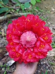 Brownea ariza