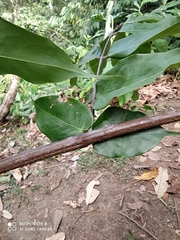 Brownea ariza