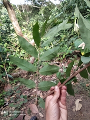 Brownea ariza