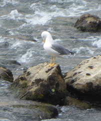 Larus michahellis