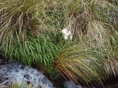 Dolichoglottis scorzoneroides