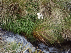 Dolichoglottis scorzoneroides