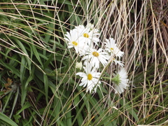Dolichoglottis scorzoneroides