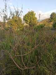 Amygdalus