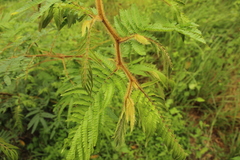Mimosa trianae