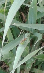 Conocephalus strictus