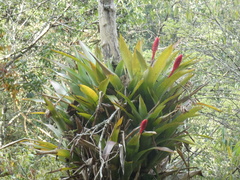 Common Name:Scientific Name: Quesnelia strobilospicaFamily: BromeliaceaeOrigin:Description:Cultural Information:Uses:Interesting Facts: (Quesnelia strobilospica)