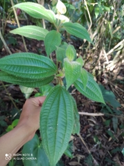 Miconia dentata