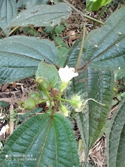 Miconia dentata