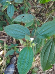 Miconia dentata