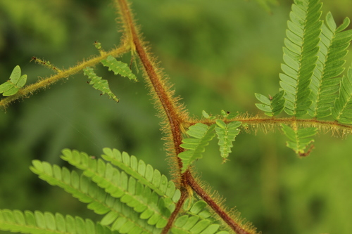 Mimosa trianae, photograph 1