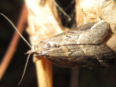 Schrankia separatalis