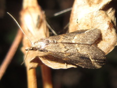 Schrankia separatalis