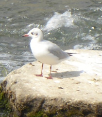 Chroicocephalus ridibundus