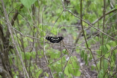 Heliconius peruvianus