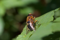 Austalis pulchella