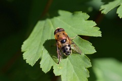 Austalis pulchella