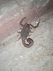 Hottentotta hottentotta