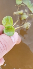 Bacopa rotundifolia
