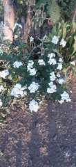 Catharanthus roseus