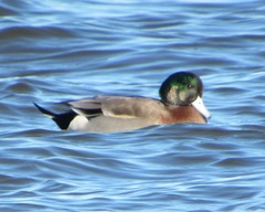 Anas platyrhynchos × Mareca americana