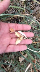 Iris hartwegii australis