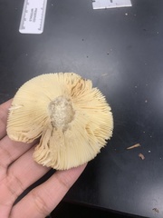 Russula