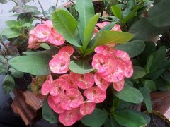 Euphorbia milii