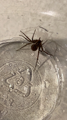 Araneae