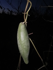 Cynanchum jaliscanum