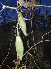 Cynanchum jaliscanum