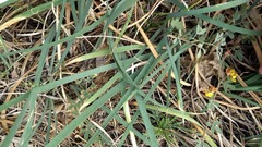 Iris hartwegii australis