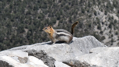 Callospermophilus lateralis certus