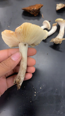 Russula