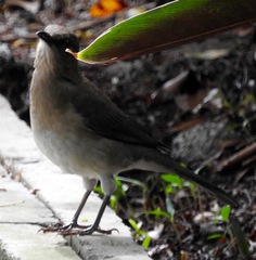 Turdus ignobilis