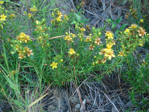 Hypericum lloydii (Svenson) P.B.Adams
