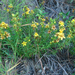Lloyd's St Johns-Wort - Photo (c) Celeste Ray, some rights reserved (CC BY-NC), uploaded by Celeste Ray