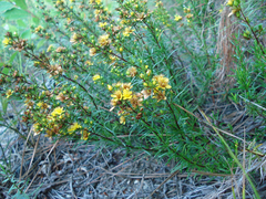Hypericum lloydii