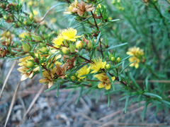 Hypericum lloydii
