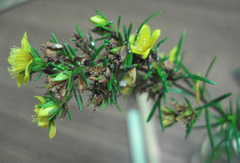 Hypericum lloydii