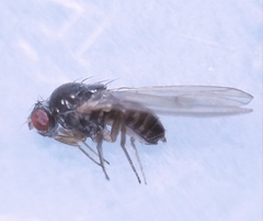 Drosophila testacea