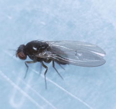 Drosophila testacea