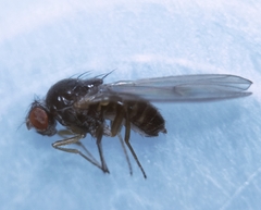 Drosophila testacea
