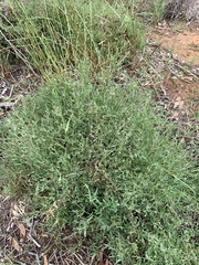 Chenopodium nutans