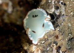 Glossodoris angasi