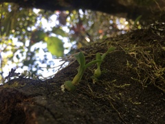 Vandoideae