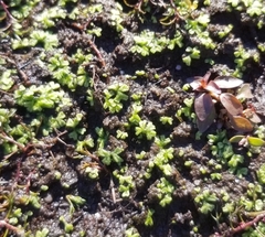 Ricciaceae