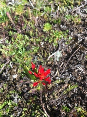 Castilleja nubigena