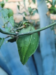 Gonolobus sororius